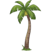 Palm Tree - Illustrazioni - 