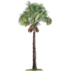 Palm Tree - Plants - 