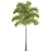 Palm Tree - Растения - 