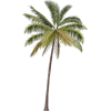 PalmTree - Растения - 