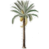 PalmTree - Rośliny - 