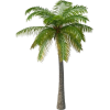Palm Tree - Pflanzen - 