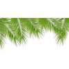 Palm Tree - Uncategorized - 