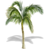 Palm Tree (l) - 自然 - 