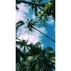 Palm Trees - Resto - 