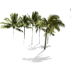 Palm Tree’s - Rośliny - 