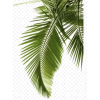 Palm - Ilustrationen - 