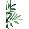 Palm - Plantas - 