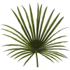Palm - Rastline - 