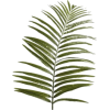 Palm - Plants - 