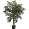 Palm - Plants - 