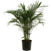 Palm - Biljke - 