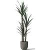 Palm - Pflanzen - 