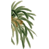 Palm - Piante - 
