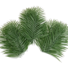 Palm - 植物 - 