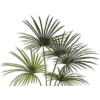 Palm - Rastline - 