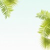 Palma - 植物 - 