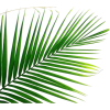 Palma - Rastline - 