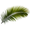 Palma - Растения - 