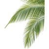 Palm leaf (asia12) - Plants - 