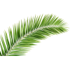 Palm leaf (asia12) - Pflanzen - 