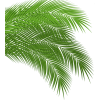 Palm leaf (asia12) - Biljke - 