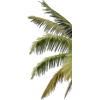 Palm leaves - Rośliny - 
