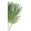 Palm leaves - Biljke - 