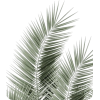 Palm leaves - Plantas - 