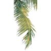 Palm leaves - Uncategorized - 