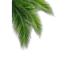 Palms Tree - 自然 - 