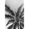 Palms - 背景 - 
