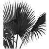 Palms - Ilustracije - 
