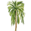 Palm tree - Ilustracije - 