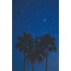 Palm trees at night - Natura - 