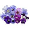 Pansies - Illustrations - 