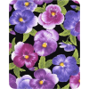 Pansy wallpaper - Background - 