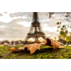 Paris autumn photo - Uncategorized - 