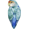 Parrot  Bird - イラスト - 