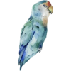 Parrot  Bird - Illustraciones - 