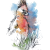 Parrot  Bird - Иллюстрации - 