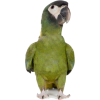 Parrot - Animali - 