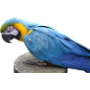 Parrot - Tiere - 