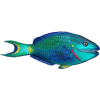 Parrot fish - Animais - 