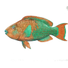 Parrot fish - Животные - 