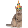 Party cat - Animales - 