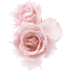 Pastel rose - Растения - 