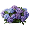 Patio Flowers - 植物 - 