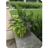 Patio Planter - Plants - 