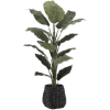 Patio plant - Rastline - 